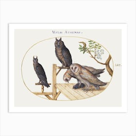 Barn Owls With A Mouse, Eagle Owl And Another Owl (1575–1580), Joris Hoefnagel Art Print