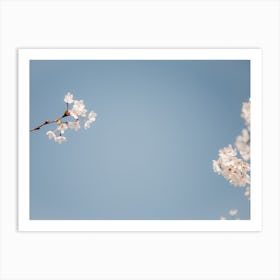 Blossom and blue sky | Spring time | The Netherlands Art Print