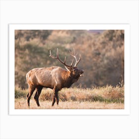 Warm Elk Scenery Art Print