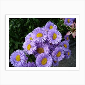 Aster Art Print