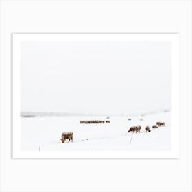 Cows In Blizzard Art Print