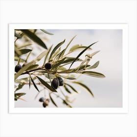 Olive Branch Art Print