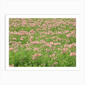 Pink Flowers In A Field 1 Art Print