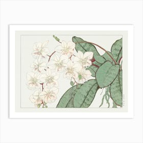 Orchids Art Print