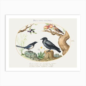 Magpie, Crow, And Goldfinch (1575–1580), Joris Hoefnagel Art Print