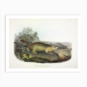 Parry'S Marmot Squirrel, John James Audubon Art Print