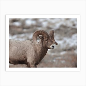 Sheep In Winter Art Print