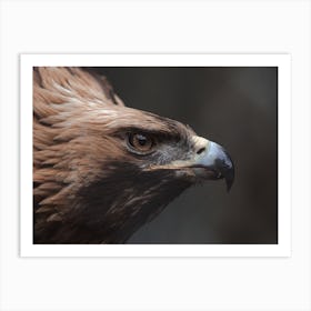 Golden Eagle Art Print