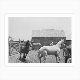 Roping A Horse In Corral,Sms Ranch Near Spur Texas By Russell Lee Art Print