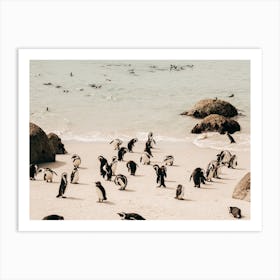 Penguins At Boulders Beach In South Africa Art Print