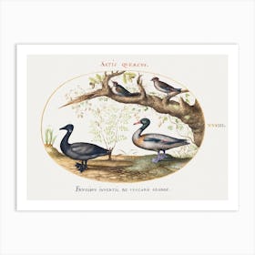 A Pair Of Bohemian Waxwings, Shelduck, And Brant Goose With A Ginger Plant (1575 1580), Joris Hoefnagel Art Print