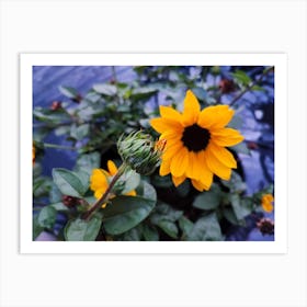 Sunflowers (1) Art Print