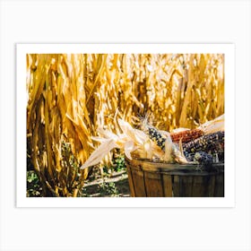 Basket Of Indian Corn Art Print