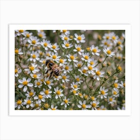 Bee on White Flowers Art Print