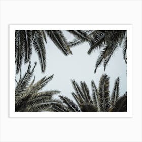 Palm Tree Grove Art Print