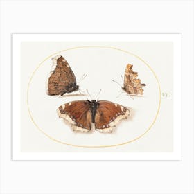 Two Views Of A Mourning Cloak (Camberwell Beauty) Butterfly With A Comma Butterfly (1575–1580), Joris Hoefnagel Art Print