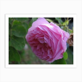 Rose Of London Art Print