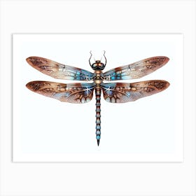 Dragonfly Blue Eyed Darner Aeshna Illustration Minimal 6 Art Print