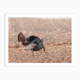 Turkey In Corn Field Art Print