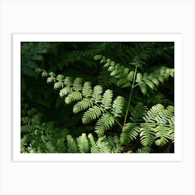 Green fern leaves in the dark forest Art Print