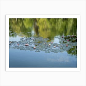 Water lilies and reflection of the treetops in a pond Art Print