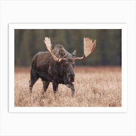 Canadian Moose Art Print