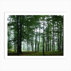 Forest In The Mist Art Print