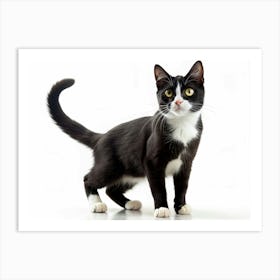 Black And White Cat Looking Up Art Print