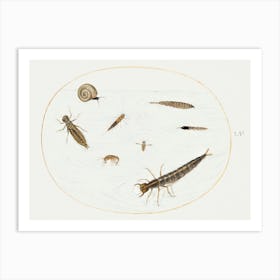 Aquatic Insects, Invertebrates And Snail, Joris Hoefnagel Art Print