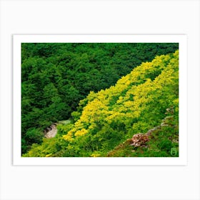 Yellow Flowers In The Mountains 2023032871rt2pub Art Print