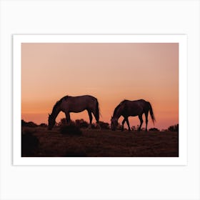 Horse Sunset Horizon Art Print