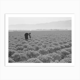 Salinas, California, Intercontinental Rubber Producers, Four Year Old Guayule Shrubs, Guayule Requires From Art Print