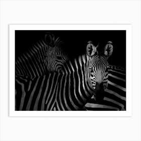 Three Zebras Art Print