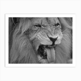 Black & White Lion Roaring Art Print