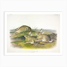 Wormwood Hare, John James Audubon Art Print
