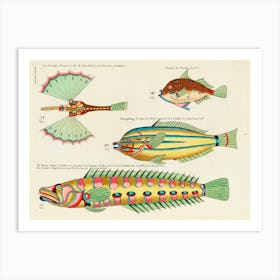 Colourful And Surreal Illustrations Of Fishes Found In Moluccas And The East Indies By Louis Renard(96) Art Print