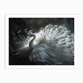 Peacock 27 Art Print