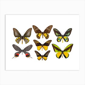 Collection Of Yellow Butterflies Art Print