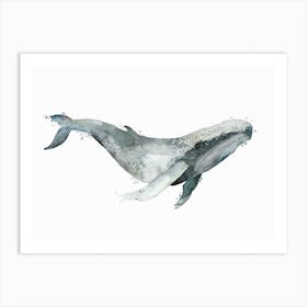 Sea Life Blue Whale Art Print