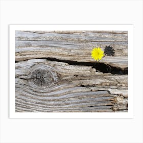 Unexpected Beauty of Life Art Print