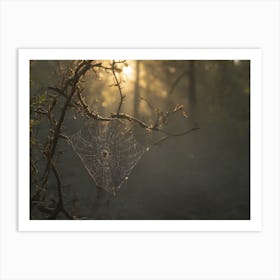 Spider Web In The Forest Art Print