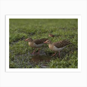 Sandhill Cranes 1 Art Print