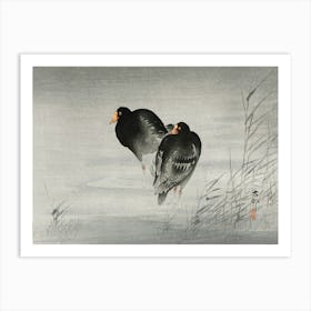 Two Moorhens (1900 1930), Ohara Koson Art Print