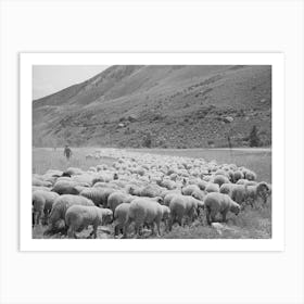 Untitled Photo, Possibly Related To Driving Fat Lambs To Cimarron, Colorado, For Shipping To Denver, Colorado By Art Print