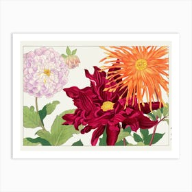 Dahlias 1 Art Print