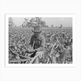 Southeast Missouri Farms, Fsa (Farm Security Administration) Client Cultivating In Field Of Corn By Russell Lee Art Print