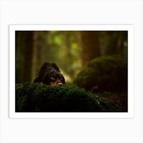 Cocker Spaniel Head Down In The Forest- Scotland Highland UK dog photo print - moody animal photography Art Print