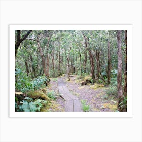 Trail In The Forest Art Print