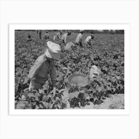 White Agricultural Day Laborer Picking String Beans In Field Near Muskogee, Oklahoma By Russell Lee Art Print