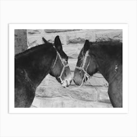 Mules, Brownwood, Texas By Russell Lee Art Print